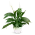 Hrnkové